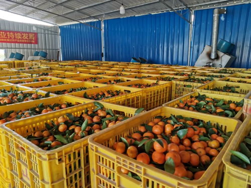 清新砂糖桔上市 甜蜜來襲，你嘗鮮了嗎？